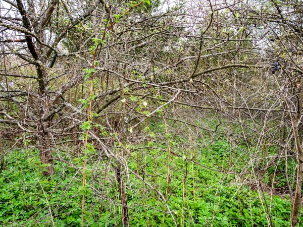 Underbrush Clearing in Saint George