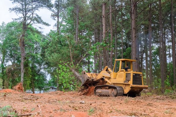 Forest Thinning in Saint George